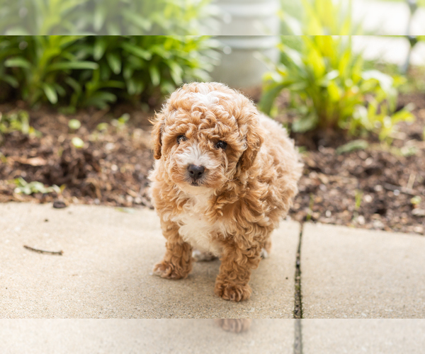 Medium Photo #3 Poodle (Miniature) Puppy For Sale in NAPPANEE, IN, USA