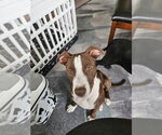 Small #2 Mutt