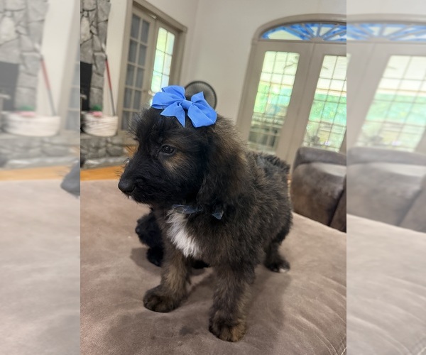Medium Photo #14 Saint Berdoodle Puppy For Sale in DINWIDDIE, VA, USA