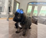 Small Photo #14 Saint Berdoodle Puppy For Sale in DINWIDDIE, VA, USA