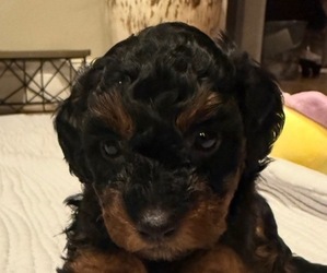 Medium Goldendoodle (Miniature)