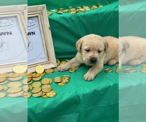 Labrador Retriever Puppy for sale in MAYSVILLE, GA, USA