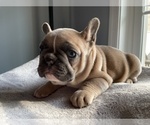 Small Photo #6 French Bulldog Puppy For Sale in WARRENTON, VA, USA