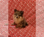 Small #3 Pomeranian