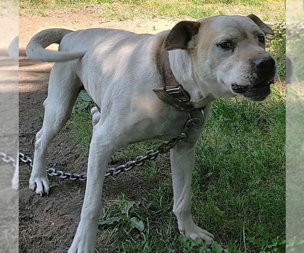 Medium Photo #2 American Staffordshire Terrier-Unknown Mix Puppy For Sale in Harrison, AR, USA
