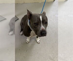 American Pit Bull Terrier-Unknown Mix Dogs for adoption in Sanford, FL, USA