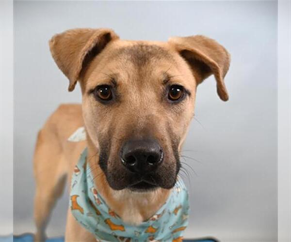 Medium Photo #1 Black Mouth Cur-Unknown Mix Puppy For Sale in Fort Collins, CO, USA