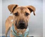 Small Black Mouth Cur Mix