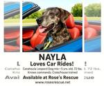 Small Photo #22 Catahoula Leopard Dog-Unknown Mix Puppy For Sale in Rootstown, OH, USA