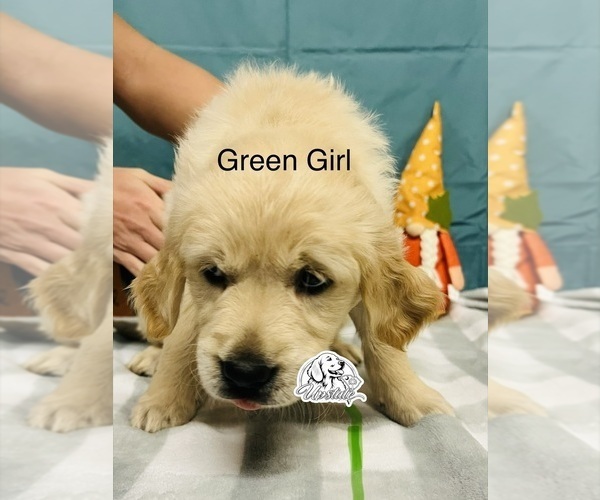 Medium Photo #4 Golden Retriever Puppy For Sale in BOILING SPGS, SC, USA