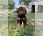 Puppy 5 F2 Aussiedoodle