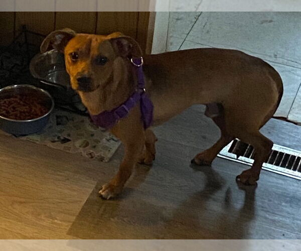 Medium Photo #7 Dachshund-Unknown Mix Puppy For Sale in Portland, IN, USA