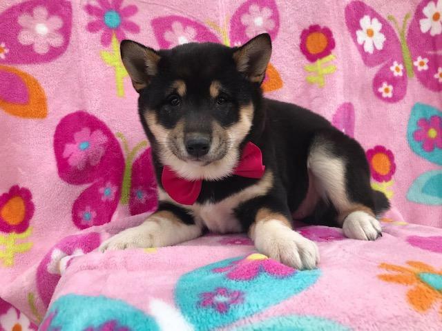 Medium Photo #14 Shiba Inu Puppy For Sale in ELDORA, PA, USA