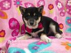 Small Photo #14 Shiba Inu Puppy For Sale in ELDORA, PA, USA