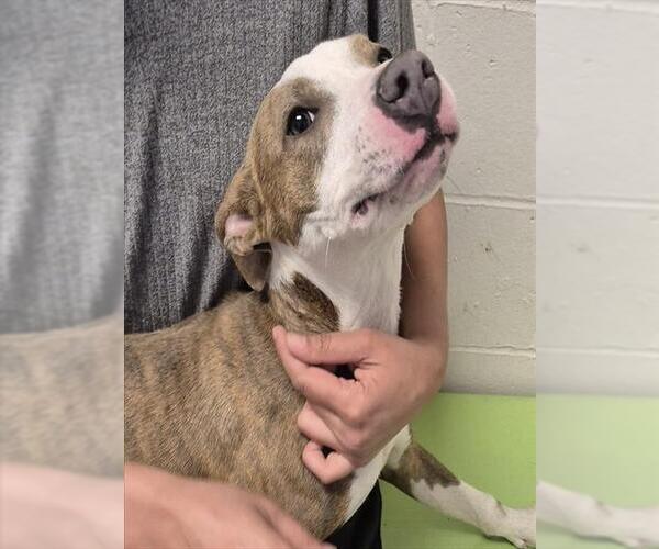 Medium Photo #3 American Pit Bull Terrier Puppy For Sale in Decatur, IL, USA