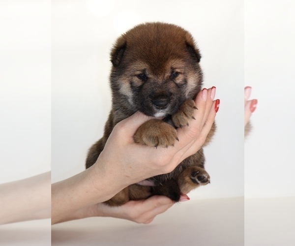 Medium Photo #14 Shiba Inu Puppy For Sale in WINTER PARK, FL, USA