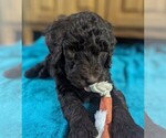 Puppy Gordon Ramsay Goldendoodle
