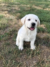 Labrador Retriever Puppy for sale in SENECA, KS, USA