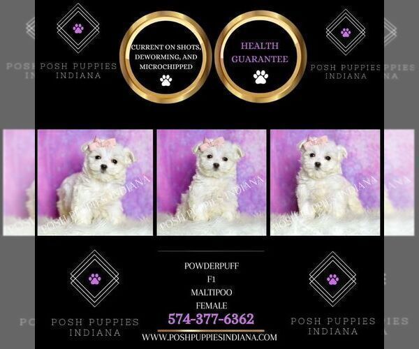 Medium Photo #131 Maltipoo (Miniature) Puppy For Sale in WARSAW, IN, USA