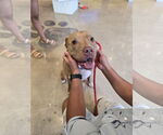 Small #4 American Staffordshire Terrier