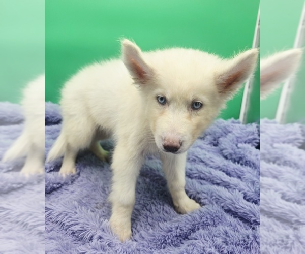 Medium Photo #1 Siberian Husky Puppy For Sale in SANDY HOOK, KY, USA