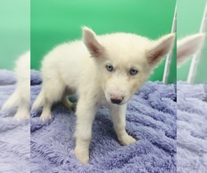 Siberian Husky Puppy for sale in SANDY HOOK, KY, USA