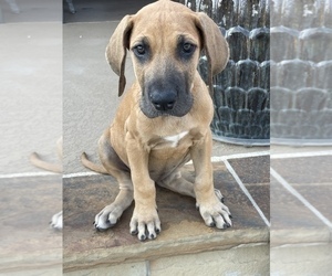 Great Dane Puppy for Sale in GRAND PRAIRIE, Texas USA