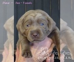 Small Photo #57 Labrador Retriever Puppy For Sale in POCAHONTAS, IL, USA