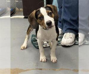 Black and Tan Coonhound-Unknown Mix Dogs for adoption in Peoria, IL, USA