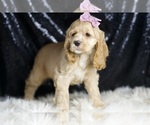 Small Photo #40 Cocker Spaniel Puppy For Sale in WARSAW, IN, USA
