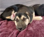 Small Photo #20 Beagle-Siberian Husky Mix Puppy For Sale in SPRINGFIELD, OR, USA