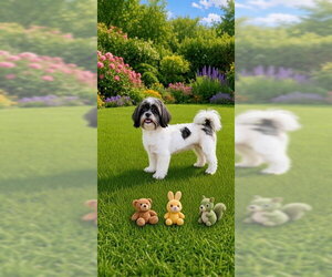 Sophie Mae - Female Shih Tzu Dog for Adoption - Photo #3