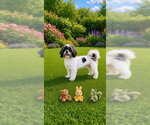 Small Photo #3 Shih Tzu Puppy For Sale in Weston, FL, USA