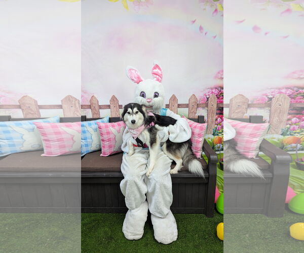 Medium Photo #7 Huskies -Unknown Mix Puppy For Sale in Oakhurst, NJ, USA