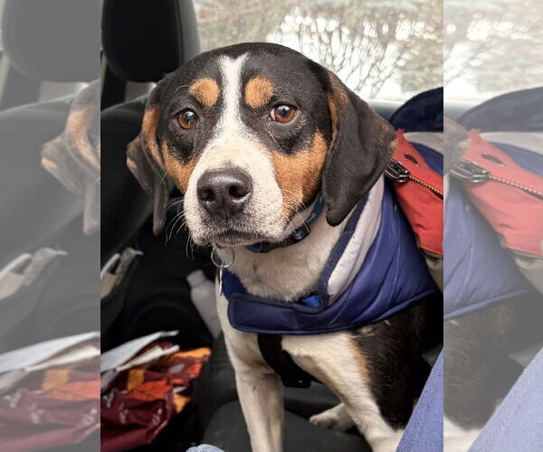 Medium Photo #2 Mutt Puppy For Sale in Plainfield, IL, USA