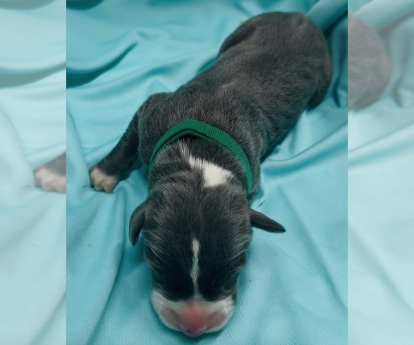 Medium Photo #1 Great Dane Puppy For Sale in MARSHVILLE, NC, USA
