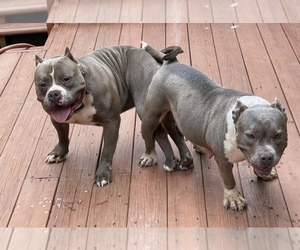 Father of the American Bully puppies born on 09/04/2021