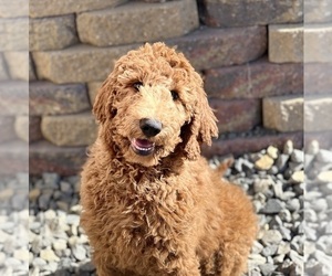 Poodle (Standard) Puppy for sale in DUNDEE, OH, USA