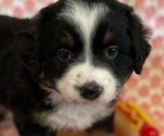 Small Photo #1 Miniature Australian Shepherd Puppy For Sale in PENSACOLA, FL, USA