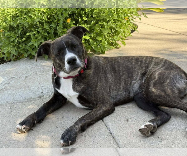 Medium Photo #9 Labrador Retriever-Unknown Mix Puppy For Sale in San Diego, CA, USA