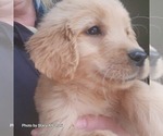 Small Photo #15 Golden Retriever Puppy For Sale in BATH, NY, USA