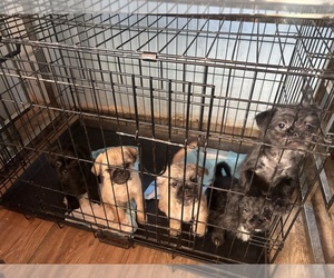 Pug-A-Poo Puppy for sale in PROVIDENCE, RI, USA