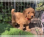 Puppy Red Female Goldendoodle (Miniature)