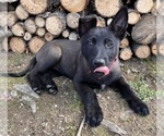 Puppy London Belgian Malinois