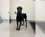 Small #1 Doberman Pinscher