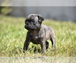 Small #2 Pug