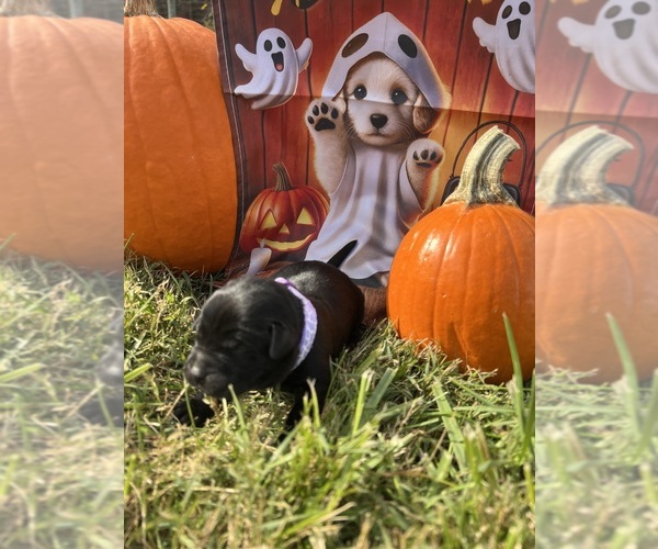 Medium Photo #8 Labrador Retriever Puppy For Sale in NEOLA, WV, USA