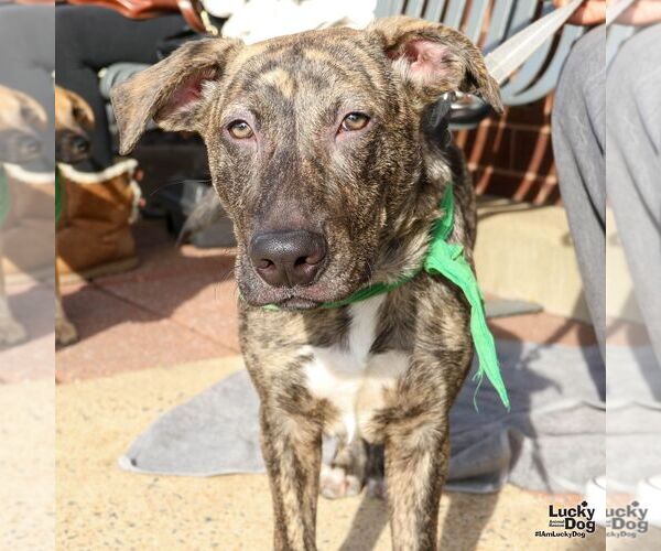 Medium Photo #3 Labrador Retriever-Unknown Mix Puppy For Sale in Washington, DC, USA