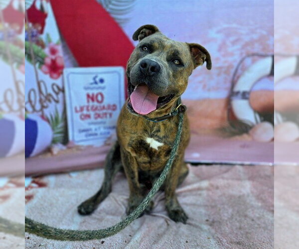Medium Photo #3 Mutt Puppy For Sale in Long Beach, CA, USA