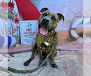 *K.C. - Male Mutt Dog for Adoption - Photo #3